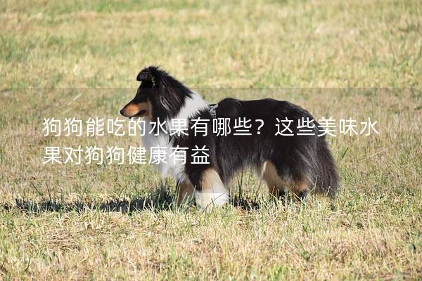 狗狗能吃的水果有哪些？这些美味水果对狗狗健康有益