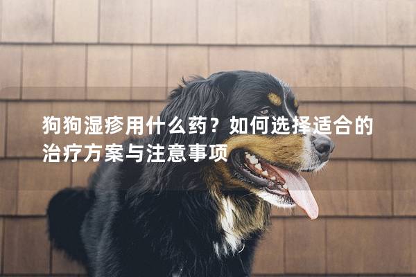 狗狗湿疹用什么药？如何选择适合的治疗方案与注意事项