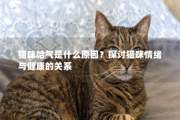 猫咪哈气是什么原因？探讨猫咪情绪与健康的关系