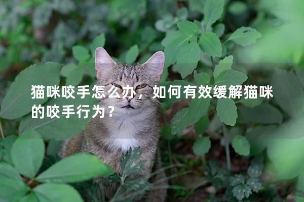 猫咪咬手怎么办，如何有效缓解猫咪的咬手行为？