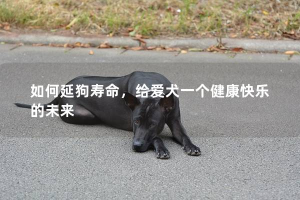 如何延狗寿命,给爱犬一个健康快乐的未来 如何延狗寿命,给爱犬一个健康快乐的未来