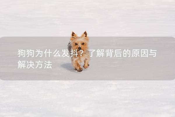 狗狗为什么发抖？了解背后的原因与解决方法