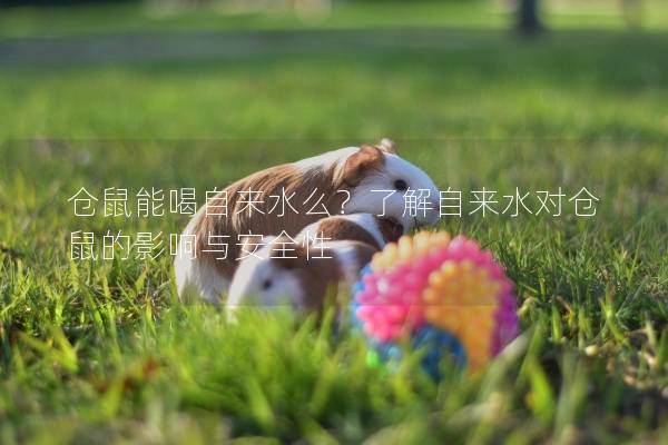 仓鼠能喝自来水么？了解自来水对仓鼠的影响与安全性