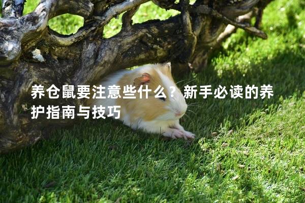 养仓鼠要注意些什么？新手必读的养护指南与技巧