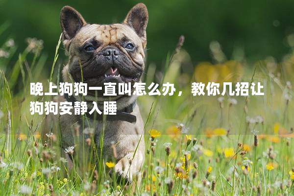 晚上狗狗一直叫怎么办，教你几招让狗狗安静入睡