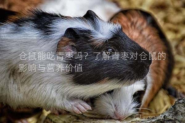 仓鼠能吃青枣吗？了解青枣对仓鼠的影响与营养价值