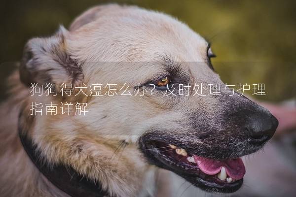 狗狗得犬瘟怎么办?及时处理与护理指南详解 狗狗得犬瘟怎么办?及时处理与护理指南详解