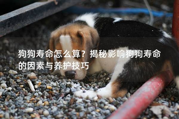 狗狗寿命怎么算?揭秘影响狗狗寿命的因素与养护技巧 狗狗寿命怎么算?揭秘影响狗狗寿命的因素与养护技巧