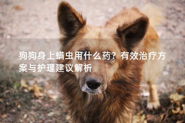 狗狗身上螨虫用什么药？有效治疗方案与护理建议解析