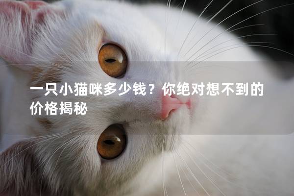 一只小猫咪多少钱?你绝对想不到的价格揭秘 一只小猫咪多少钱?你绝对想不到的价格揭秘