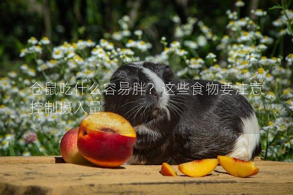 仓鼠吃什么容易胖?这些食物要注意控制摄入量 仓鼠吃什么容易胖?这些食物要注意控制摄入量