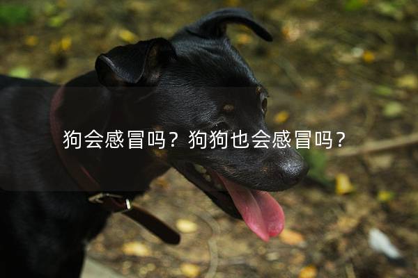 狗会感冒吗？狗狗也会感冒吗？