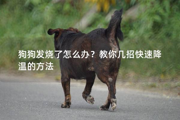 狗狗发烧了怎么办?教你几招快速降温的方法 狗狗发烧了怎么办?教你几招快速降温的方法