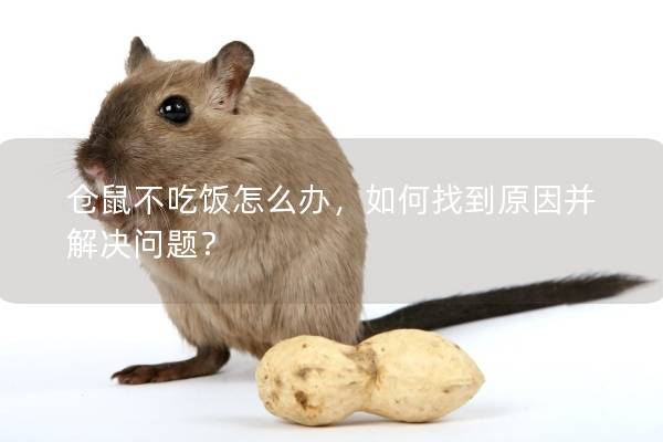 仓鼠不吃饭怎么办，如何找到原因并解决问题？