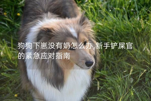 狗狗下崽没有奶怎么办,新手铲屎官的紧急应对指南