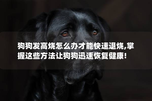 狗狗发高烧怎么办才能快速退烧,掌握这些方法让狗狗迅速恢复健康!