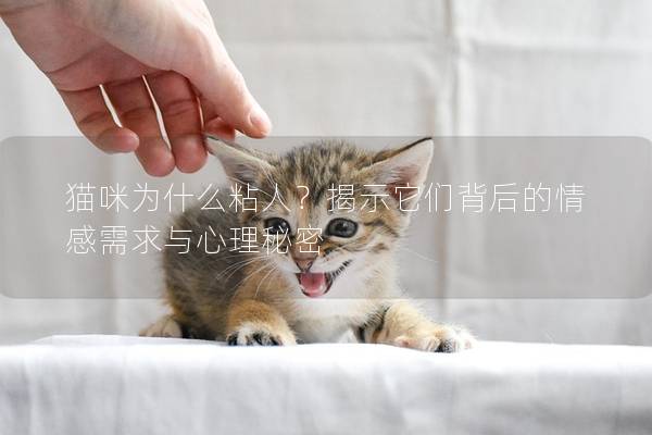 猫咪为什么粘人？揭示它们背后的情感需求与心理秘密