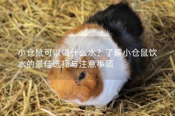 小仓鼠可以喝什么水？了解小仓鼠饮水的最佳选择与注意事项