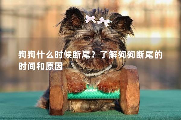 狗狗什么时候断尾？了解狗狗断尾的时间和原因