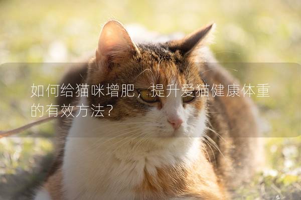 如何给猫咪增肥,提升爱猫健康体重的有效方法? 如何给猫咪增肥,提升爱猫健康体重的有效方法?
