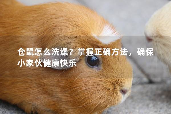 仓鼠怎么洗澡？掌握正确方法，确保小家伙健康快乐