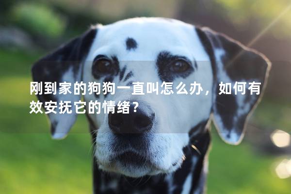 刚到家的狗狗一直叫怎么办，如何有效安抚它的情绪？