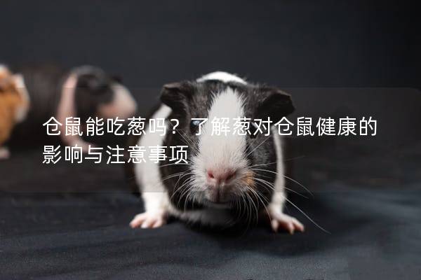 仓鼠能吃葱吗？了解葱对仓鼠健康的影响与注意事项