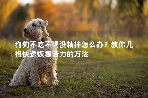 狗狗不吃不喝没精神怎么办？教你几招快速恢复活力的方法