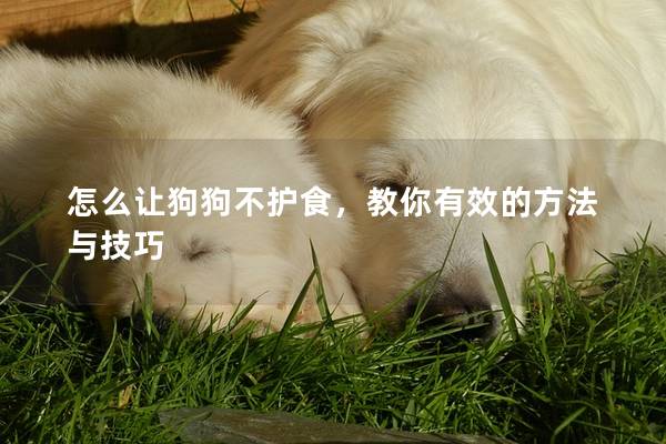 怎么让狗狗不护食，教你有效的方法与技巧