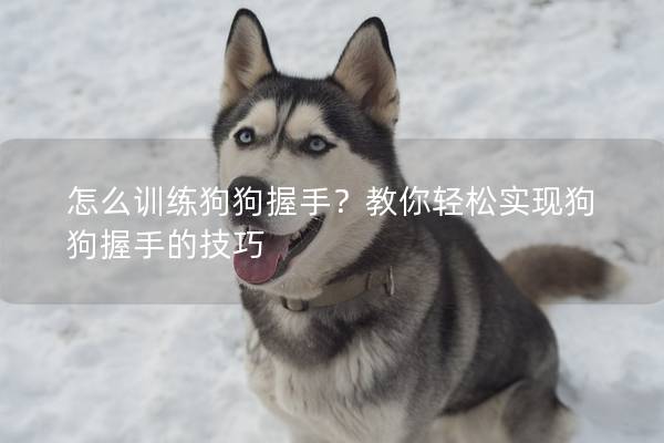 怎么训练狗狗握手？教你轻松实现狗狗握手的技巧