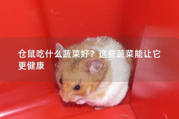 仓鼠吃什么蔬菜好？这些蔬菜能让它更健康