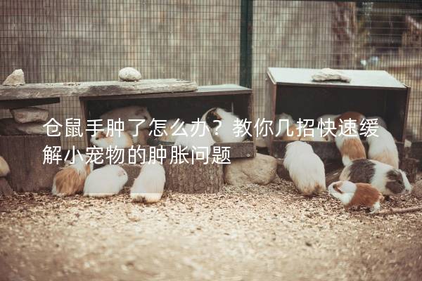 仓鼠手肿了怎么办？教你几招快速缓解小宠物的肿胀问题