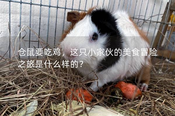 仓鼠要吃鸡，这只小家伙的美食冒险之旅是什么样的？