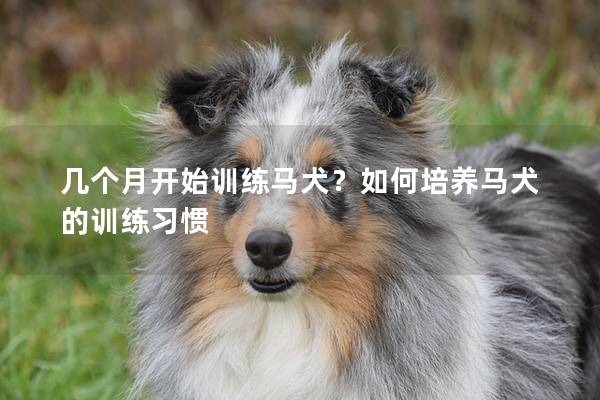 几个月开始训练马犬？如何培养马犬的训练习惯