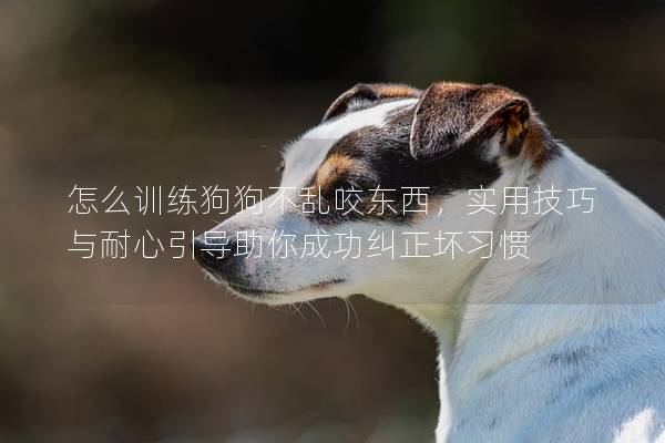 怎么训练狗狗不乱咬东西，实用技巧与耐心引导助你成功纠正坏习惯