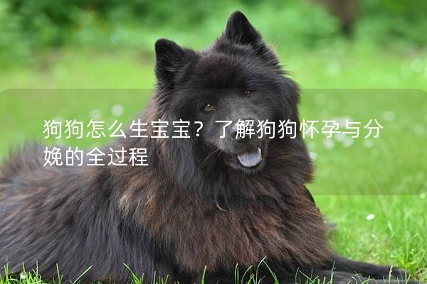 狗狗怎么生宝宝？了解狗狗怀孕与分娩的全过程