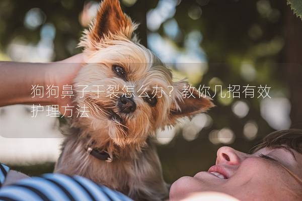 狗狗鼻子干裂怎么办？教你几招有效护理方法