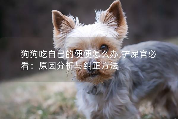 狗狗吃自己的便便怎么办,铲屎官必看：原因分析与纠正方法