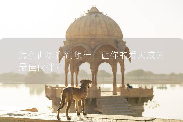 怎么训练狗狗随行，让你的爱犬成为最佳伙伴？