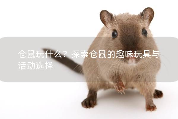 仓鼠玩什么？探索仓鼠的趣味玩具与活动选择