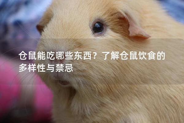仓鼠能吃哪些东西？了解仓鼠饮食的多样性与禁忌