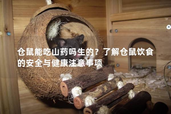 仓鼠能吃山药吗生的？了解仓鼠饮食的安全与健康注意事项