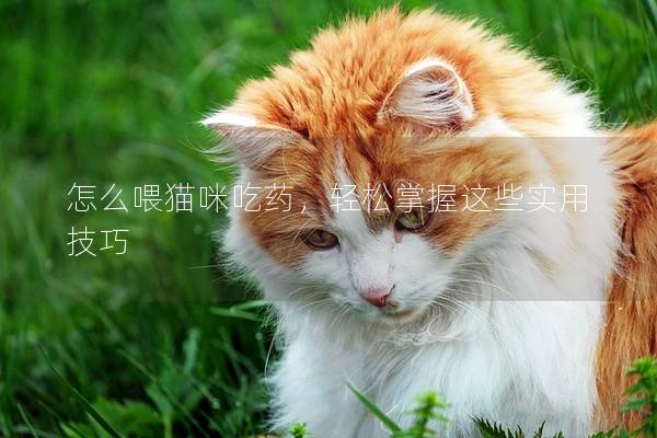 怎么喂猫咪吃药，轻松掌握这些实用技巧