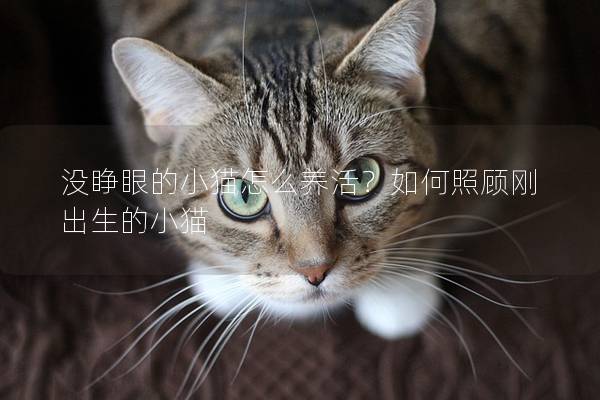 没睁眼的小猫怎么养活?如何照顾刚出生的小猫 没睁眼的小猫怎么养活?如何照顾刚出生的小猫
