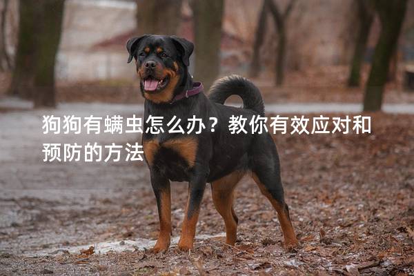 狗狗有螨虫怎么办？教你有效应对和预防的方法