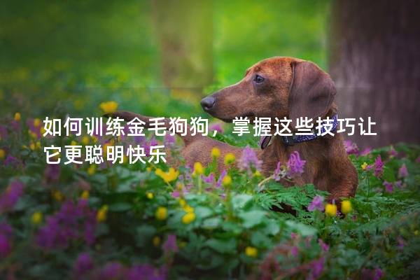 如何训练金毛狗狗，掌握这些技巧让它更聪明快乐