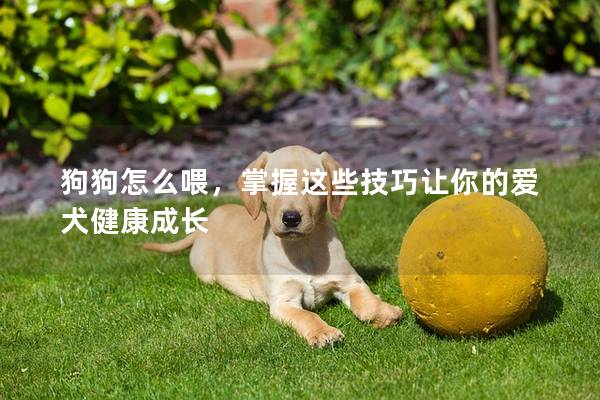 狗狗怎么喂，掌握这些技巧让你的爱犬健康成长