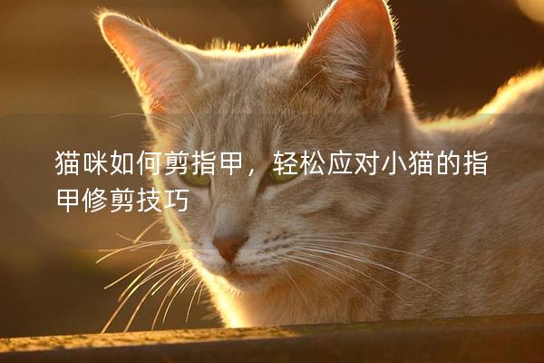 猫咪如何剪指甲，轻松应对小猫的指甲修剪技巧