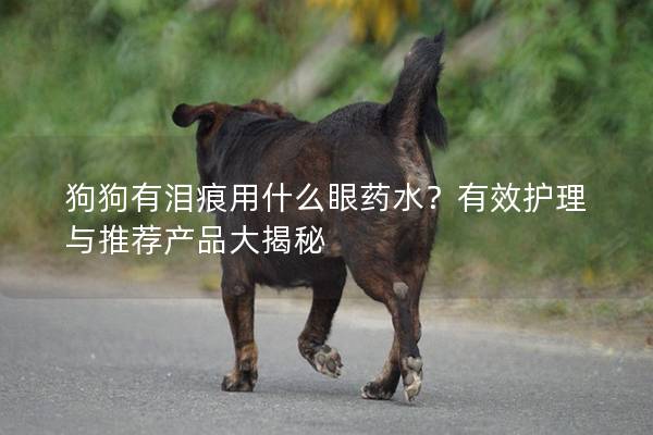 狗狗有泪痕用什么眼药水?有效护理与推荐产品大揭秘 狗狗有泪痕用什么眼药水?有效护理与推荐产品大揭秘