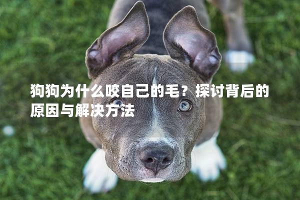 狗狗为什么咬自己的毛？探讨背后的原因与解决方法